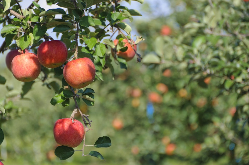 AdobeStock_34433066-960x637