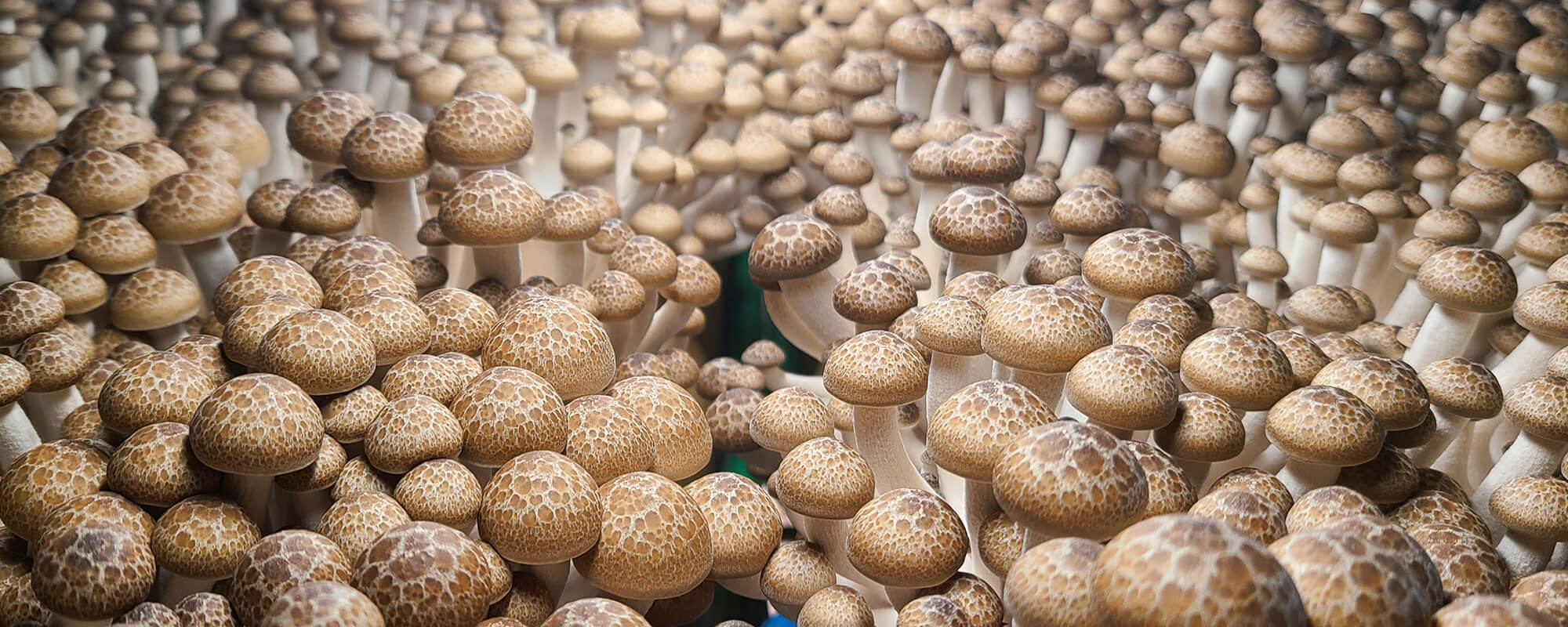 自然豊かな飯綱町で安心・安全・美味しさを追求した作物の減農薬栽培を行っています